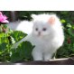 Perser Weiß - Kater