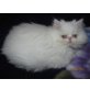 Perser Weiß - Kater