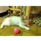 Perser Weiß - Kater