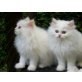 Perser Weiß - Katze