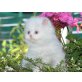 Perser Weiß - Katze