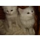 Perser Weiß - Katze