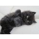 Perser Weiß - Katze