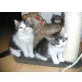  Perser babys , Perser - Kater