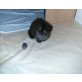  Perser babys , Perser - Katze