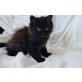 Perser + europäische KH - Kater