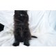 Perser + europäische KH - Kater