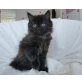 Perser + europäische KH - Kater