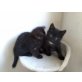 Perser+hauskatze - Katze