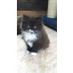 Perser in Chocolate und Lilac - Katze