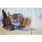 Perser in golden , Perser - Kater
