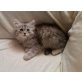 Perser maine coon - Katze