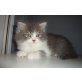 Perser mit Nase - Kater