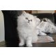 Perser mit Nase - Kater