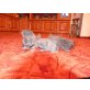 Perser mit Nase - Kater