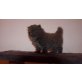 Perser mit Nase - Kater