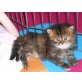 Perser mit Nase - Kater