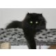 Perser mit Nase - Kater