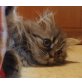 Perser mit Nase - Kater