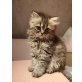 Perser mit Nase - Kater