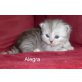 Perser mit Nase - Kater