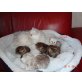 Perser mit Nase - Kater