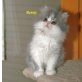 Perser mit Nase - Kater