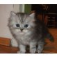 Perser mit Nase - Kater