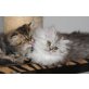 Perser mit Nase - Kater