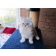 Perser mit Nase - Kater