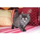 Perser mit Nase - Kater