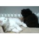 Perser mit Nase - Kater
