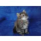 Perser mit Nase - Kater