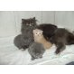 Perser mit Nase - Kater