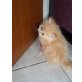 Perser mit Nase - Kater