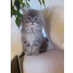 Perser mit Nase - Kater