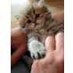 Perser mit Nase - Kater