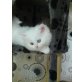 Perser mit Nase - Kater