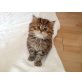 Perser mit Nase - Kater