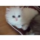 Perser mit Nase - Kater
