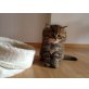 Perser mit Nase - Kater