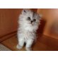 Perser mit Nase - Kater