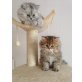 Perser mit Nase - Kater