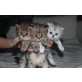 Perser mit Nase - Kater