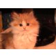Perser mit Nase - Kater