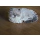 Perser mit Nase - Kater