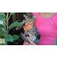 Perser mit Nase - Kater
