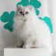 Perser mit Nase - Kater