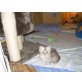 Perser mit Nase - Kater