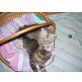 Perser mit Nase - Kater